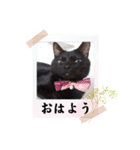 愛猫の日常スタンプ.2（個別スタンプ：10）