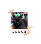 愛猫の日常スタンプ.2（個別スタンプ：11）