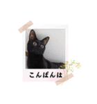 愛猫の日常スタンプ.2（個別スタンプ：12）