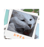 愛猫の日常スタンプ.2（個別スタンプ：13）