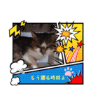 愛猫の日常スタンプ.2（個別スタンプ：15）