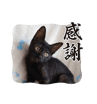 愛猫の日常スタンプ.2（個別スタンプ：19）