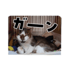 愛猫の日常スタンプ.2（個別スタンプ：22）