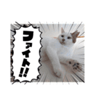 愛猫の日常スタンプ.2（個別スタンプ：23）