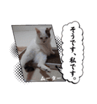 愛猫の日常スタンプ.2（個別スタンプ：25）