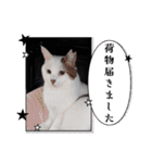 愛猫の日常スタンプ.2（個別スタンプ：26）