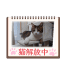 愛猫の日常スタンプ.2（個別スタンプ：27）