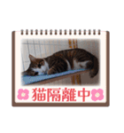 愛猫の日常スタンプ.2（個別スタンプ：28）