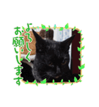 愛猫の日常スタンプ.2（個別スタンプ：29）