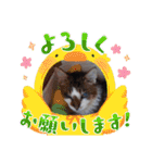 愛猫の日常スタンプ.2（個別スタンプ：30）