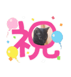 愛猫の日常スタンプ.2（個別スタンプ：33）