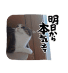 愛猫の日常スタンプ.2（個別スタンプ：37）