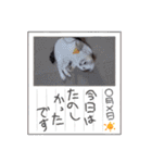 愛猫の日常スタンプ.2（個別スタンプ：39）