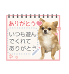 Pino♡日常スタンプ（個別スタンプ：1）