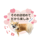 Pino♡日常スタンプ（個別スタンプ：3）