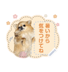 Pino♡日常スタンプ（個別スタンプ：4）