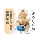 Pino♡日常スタンプ（個別スタンプ：5）