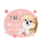 Pino♡日常スタンプ（個別スタンプ：7）