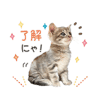 なつめの気まぐれスタンプ（個別スタンプ：1）