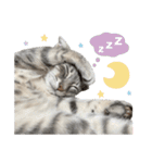 なつめの気まぐれスタンプ（個別スタンプ：10）