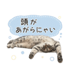 なつめの気まぐれスタンプ（個別スタンプ：12）