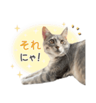 なつめの気まぐれスタンプ（個別スタンプ：17）