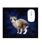 ラグドールのきりにゃ スタンプ1（個別スタンプ：6）