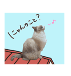 ラグドールのきりにゃ スタンプ1（個別スタンプ：7）