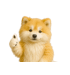 毎日つかえる♡もふもふ秋田犬ハロの日常（個別スタンプ：4）