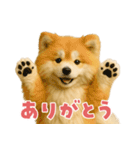 毎日つかえる♡もふもふ秋田犬ハロの日常（個別スタンプ：7）