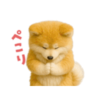 毎日つかえる♡もふもふ秋田犬ハロの日常（個別スタンプ：8）