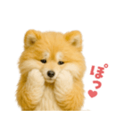 毎日つかえる♡もふもふ秋田犬ハロの日常（個別スタンプ：12）