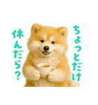 毎日つかえる♡もふもふ秋田犬ハロの日常（個別スタンプ：13）