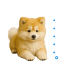毎日つかえる♡もふもふ秋田犬ハロの日常（個別スタンプ：17）