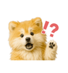 毎日つかえる♡もふもふ秋田犬ハロの日常（個別スタンプ：18）
