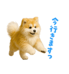 毎日つかえる♡もふもふ秋田犬ハロの日常（個別スタンプ：22）
