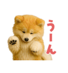 毎日つかえる♡もふもふ秋田犬ハロの日常（個別スタンプ：29）
