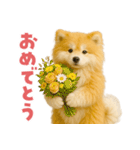 毎日つかえる♡もふもふ秋田犬ハロの日常（個別スタンプ：30）