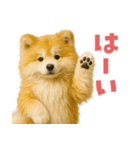 毎日つかえる♡もふもふ秋田犬ハロの日常（個別スタンプ：31）