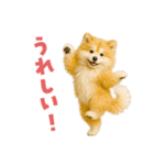 毎日つかえる♡もふもふ秋田犬ハロの日常（個別スタンプ：32）