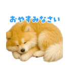 毎日つかえる♡もふもふ秋田犬ハロの日常（個別スタンプ：37）