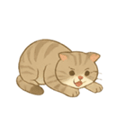 なんの変哲もない猫スタンプ1（個別スタンプ：9）