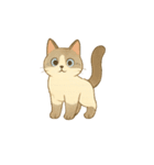 なんの変哲もない猫スタンプ1（個別スタンプ：11）