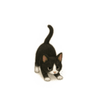 なんの変哲もない猫スタンプ1（個別スタンプ：21）