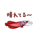 アロワナちゃんたち（個別スタンプ：8）