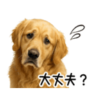 ゴールデンレトリバー☆優しさ・思いやり（個別スタンプ：1）