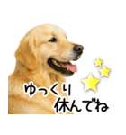 ゴールデンレトリバー☆優しさ・思いやり（個別スタンプ：3）