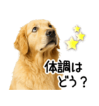 ゴールデンレトリバー☆優しさ・思いやり（個別スタンプ：6）