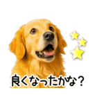 ゴールデンレトリバー☆優しさ・思いやり（個別スタンプ：7）