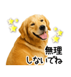 ゴールデンレトリバー☆優しさ・思いやり（個別スタンプ：8）